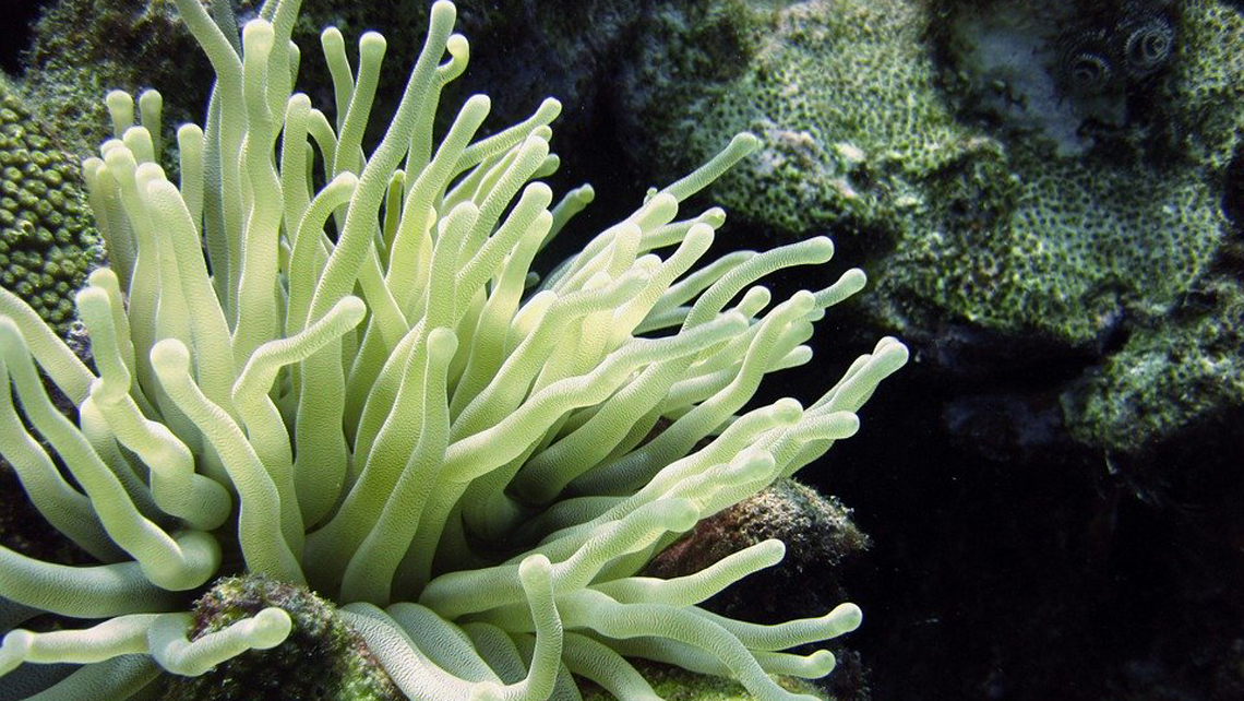 Una de las especies de anémonas que habita en el arrecife coralino