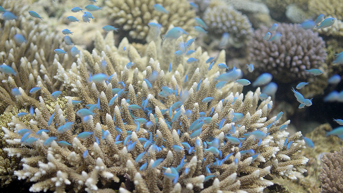 Peces de colores en el arrecife coralino