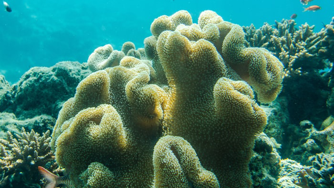 Especies de arrecife