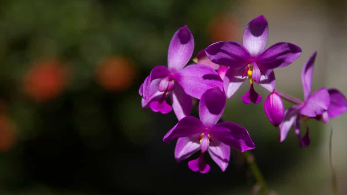 Extensa colección de orquideas