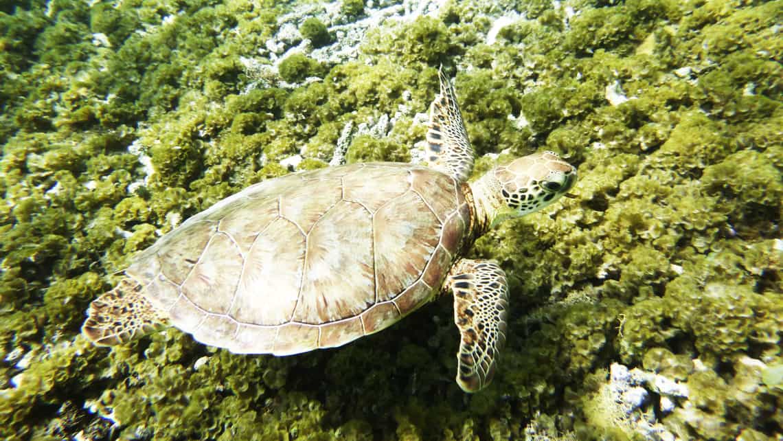 Ocho motivos para viajar a Guanahacabibes, tortugas marinas