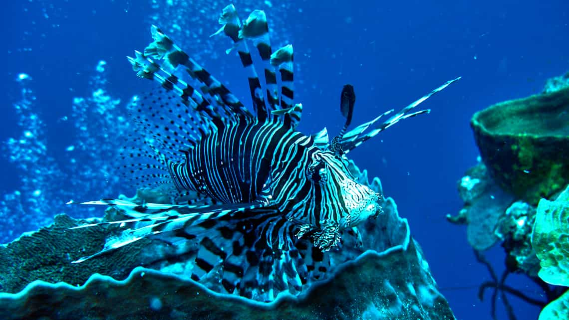 50 sitios de buceo en Cuba con aguas cristalinas y tibias