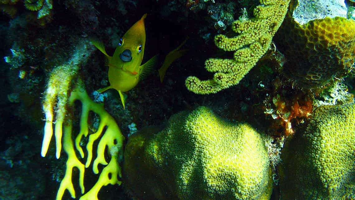 Buceo en el Occidente de Cuba