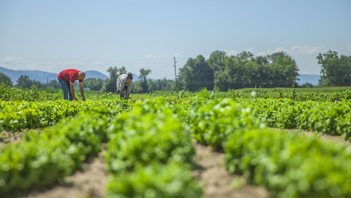 Agricultura urbana en Cuba