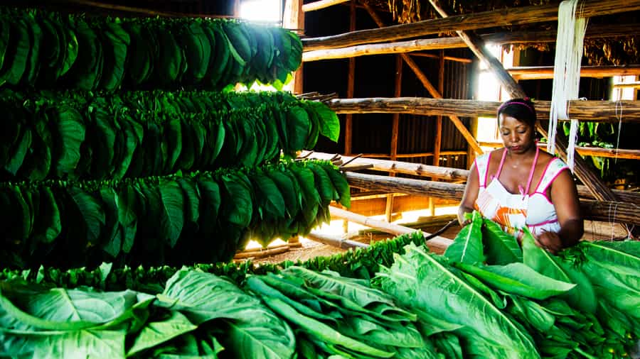 Experta ensartando hojas de tabaco para el secado