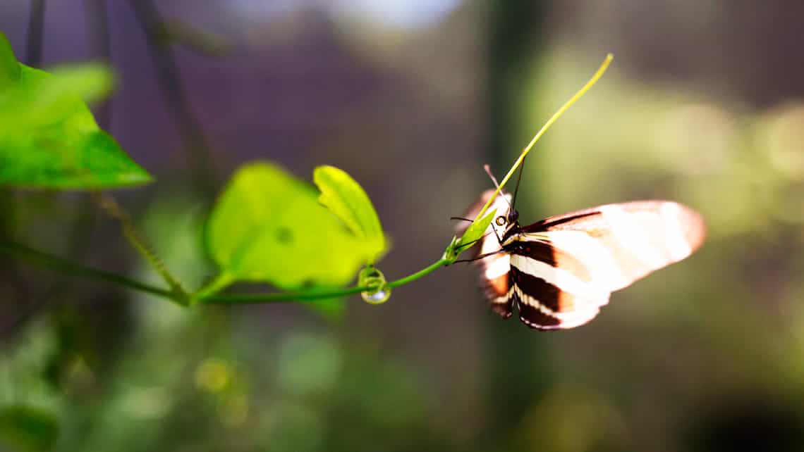 Mariposa retozando en las flores de la Quinta de los Molinos