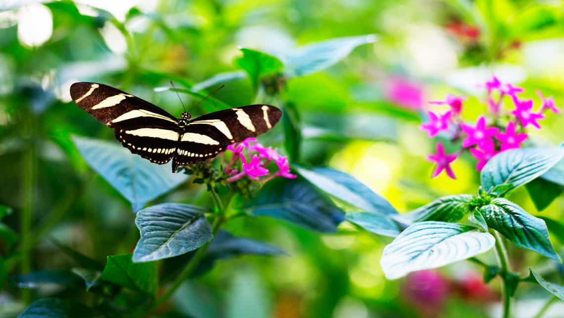 Mariposa en las flores de la Quinta de los Molinos