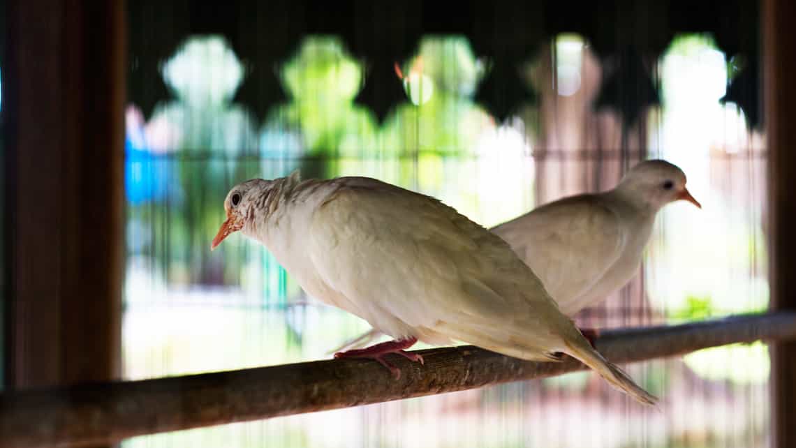 Pareja de blancas palomas en la Quinta de los Molinos