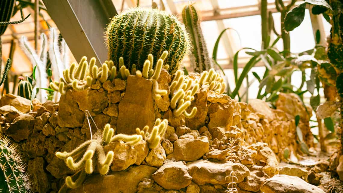 Cactus en el Jardin Botanico Nacional de Cuba