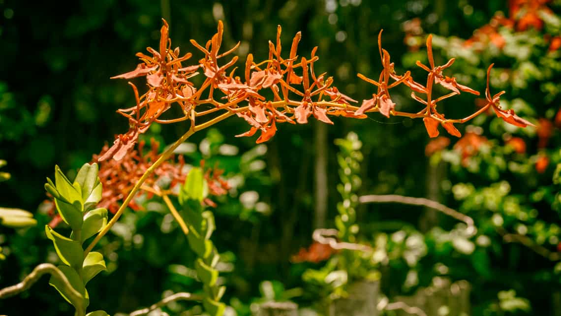 Orquideas en el Jardin Botanico Nacional de Cuba