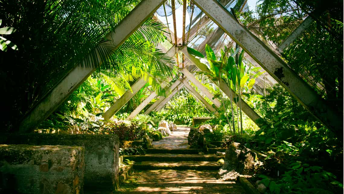 Vegetacion de lugares humedos en el Jardin Botanico Nacional de Cuba
