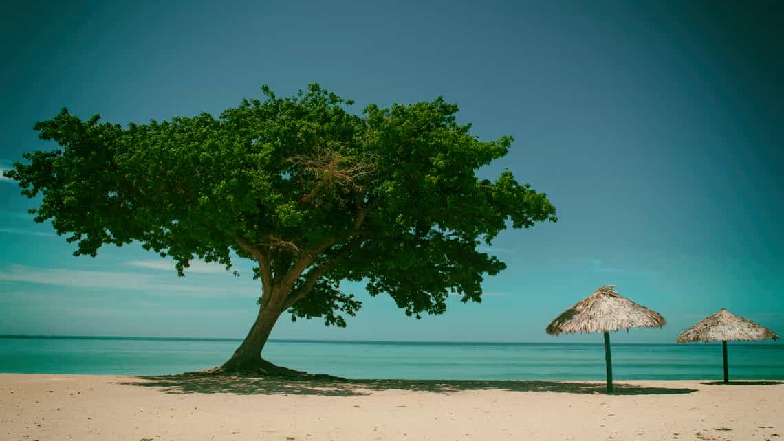 Arbol con sombra en la Playa Ancon de Trinidad