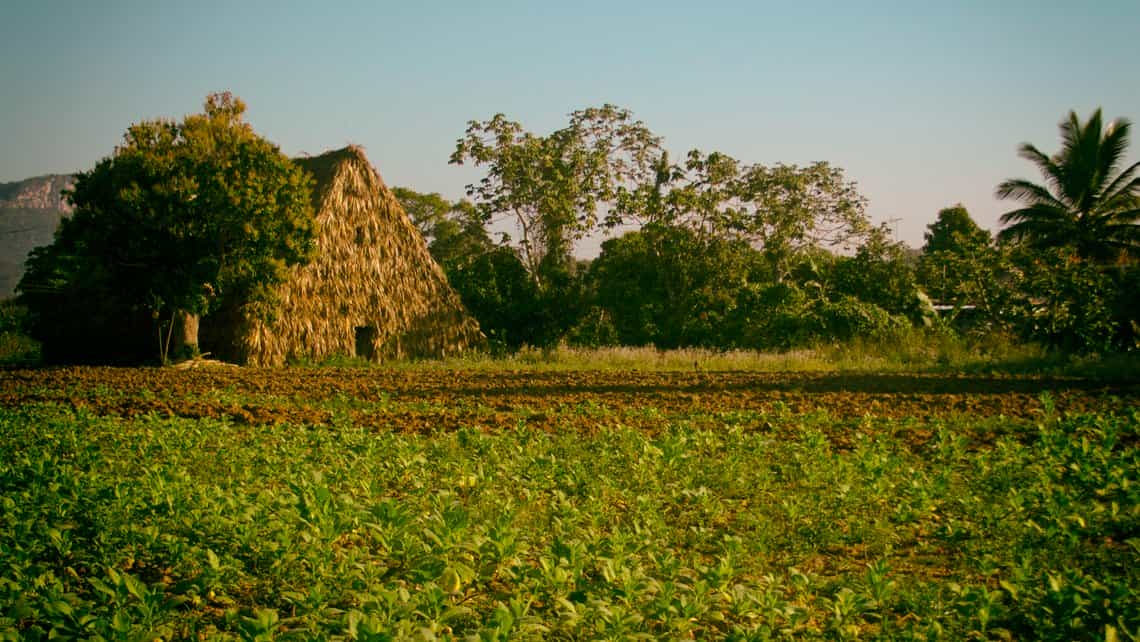Plantacion de tabaco en el Valle de Viñales, al fondo casa de secar tabaco