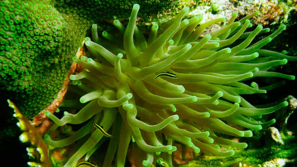 Pequenos peces nadan entre los brazos de coral