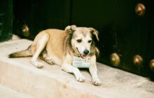 Los perritos de los museos y la protección animal en Cuba