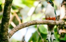 Diez aves endémicas de Cuba