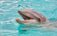 Ven a nadar con delfines en Cuba