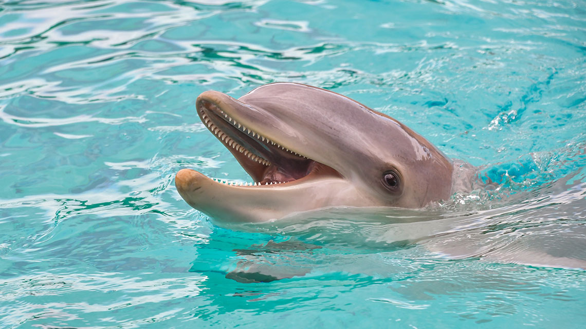 Ven a nadar con delfines en Cuba