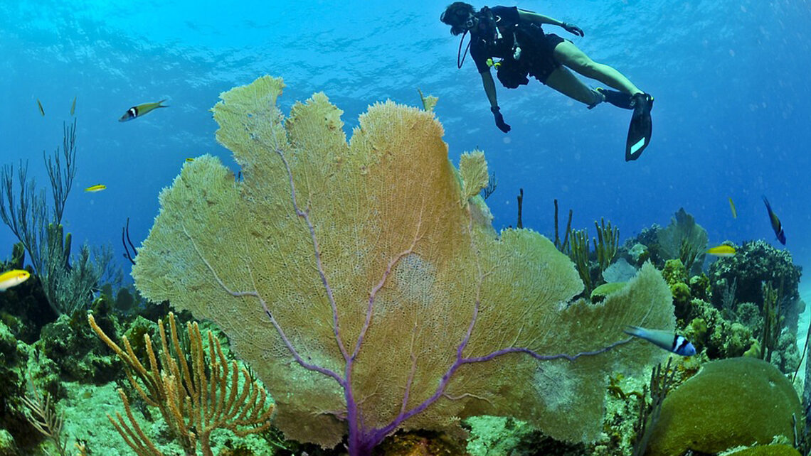 El coral negro cubano, mucho más que belleza y fascinación