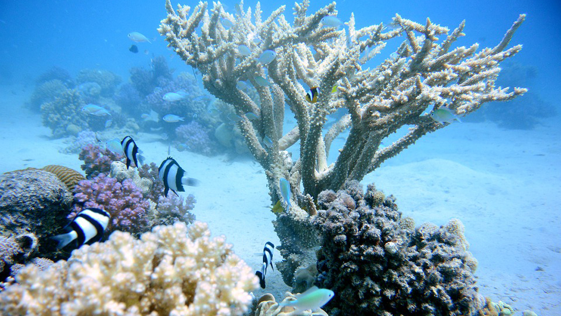 Bucear en Cuba y disfrutar de sus corales - Blog de Viaje por Cuba