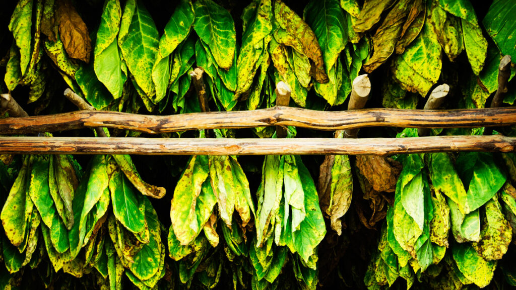 Habanos 2020