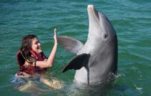 nadar con delfines en cuba