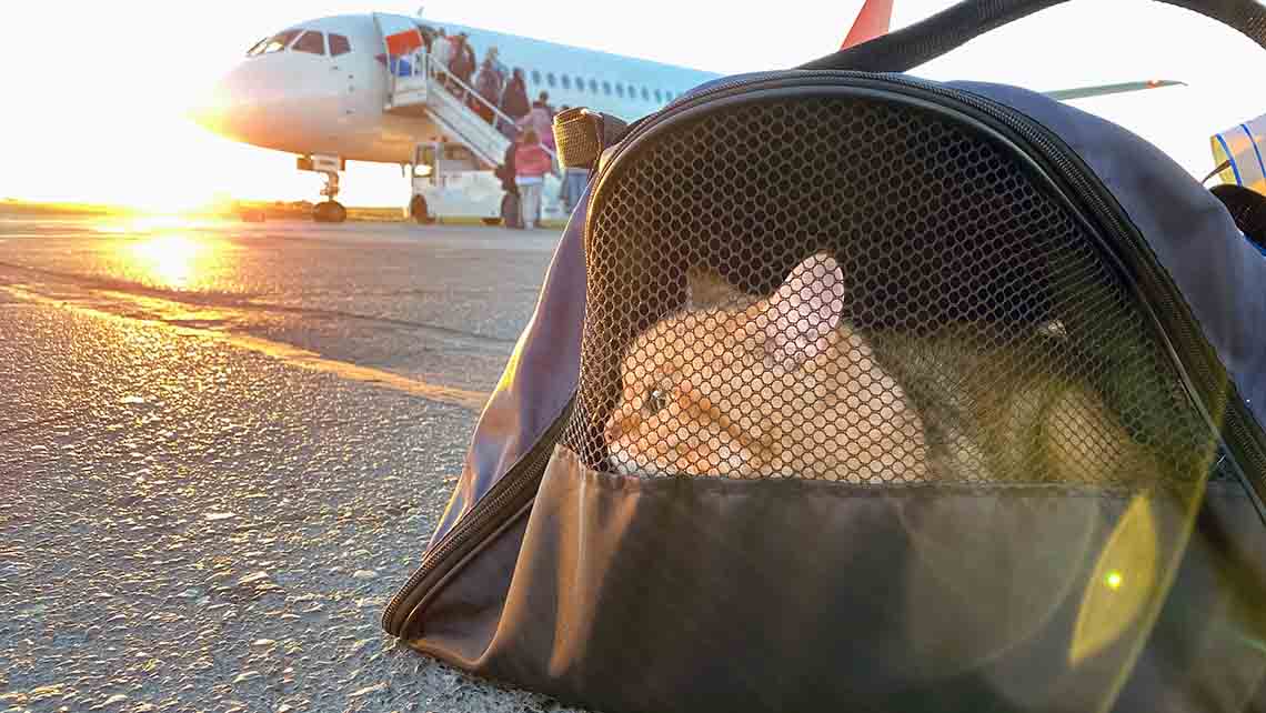 viajar con mascotas