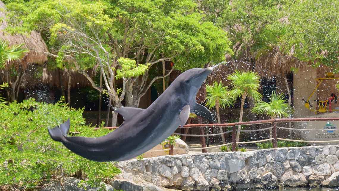 Delfin en parque Xel-Há