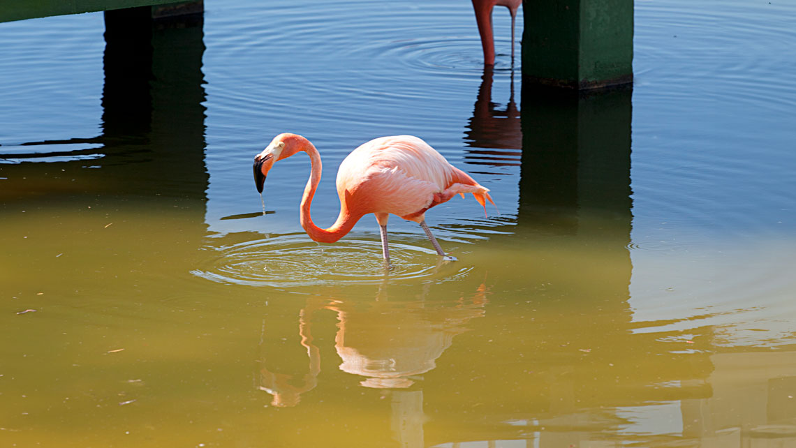 Flamencos en Cayo Sabinal