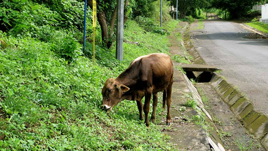 Una vaca en el Parque Nacional Caguanes