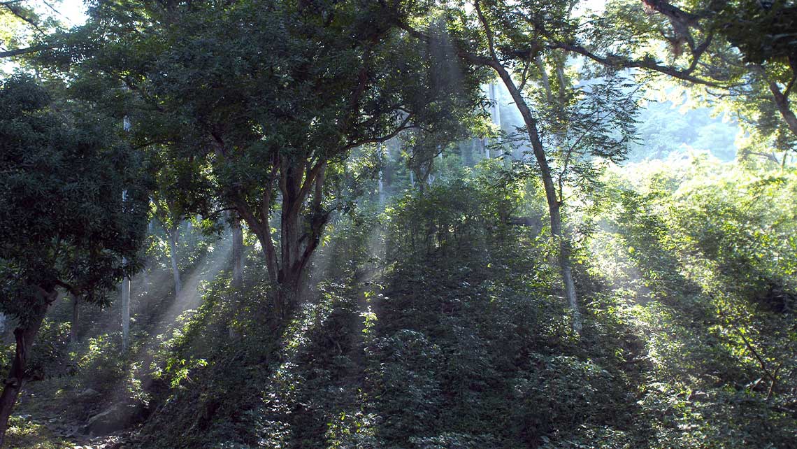 Parque Nacional Caguanes: Historia, Biodiversidad y Actividades en Cuba