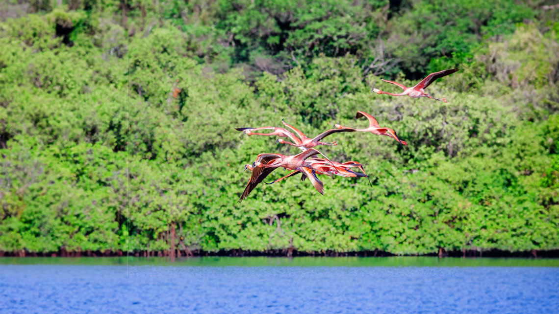 Flamencos en el Parque Nacional Caguanes