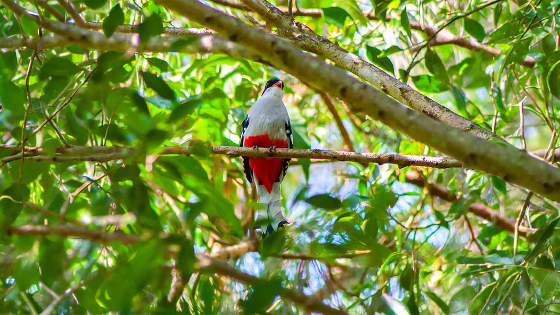 Observación de aves en Cayo Conuco
